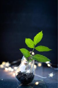 A plant in a light bulb Picture Source: https://pixabay.com/users/corsadoart-14744186/