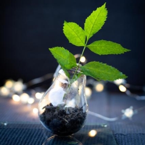 A plant in a light bulb Picture Source: https://pixabay.com/users/corsadoart-14744186/