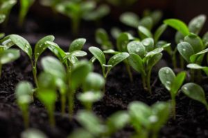 A close up of a plant https://pixabay.com/users/onehundredseventyfive-25466097/