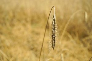 A close-up of a wheat stalk picture: https://pixabay.com/users/hmdg-8676495/?utm_source=link-attribution&utm_medium=referral&utm_campaign=image&utm_content=6539338