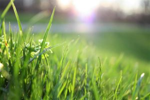 Close-up of a green grass field Photo by Matthias Cooper: https://www.pexels.com/photo/macro-shot-of-grass-field-580900/