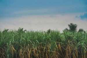 sugarcane. Photo by Alex P: https://www.pexels.com/photo/green-and-brown-plantation-under-blue-sky-11466855/