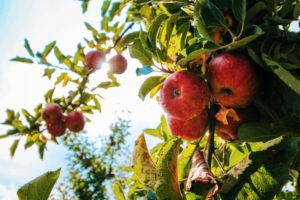 apples growing on a tree. Photo by Tom Swinnen: https://www.pexels.com/photo/red-apples-on-tree-574919/ 